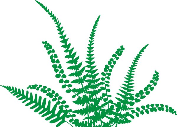 Папоротник на белом фоне