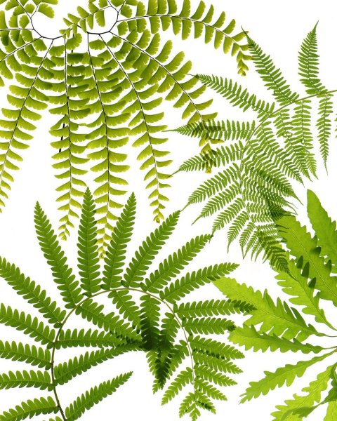 Лаксограмма папоротник