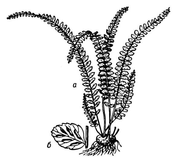 Костенец морковнолистный