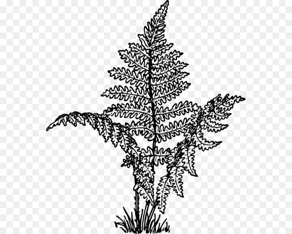 Папоротник силуэт