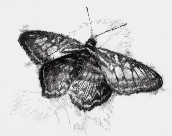 Мотылек карандашом