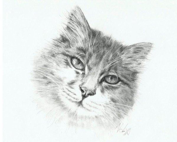 Пушистый кот скетч