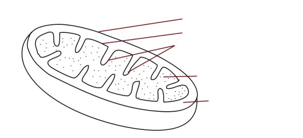 Строение митохондрии без подписей