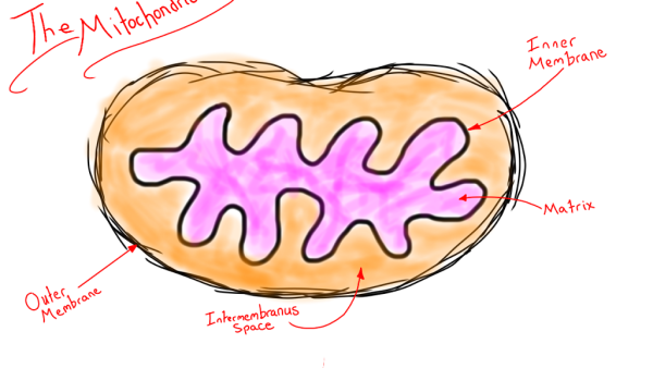 Меьахонжрия простой рисунок