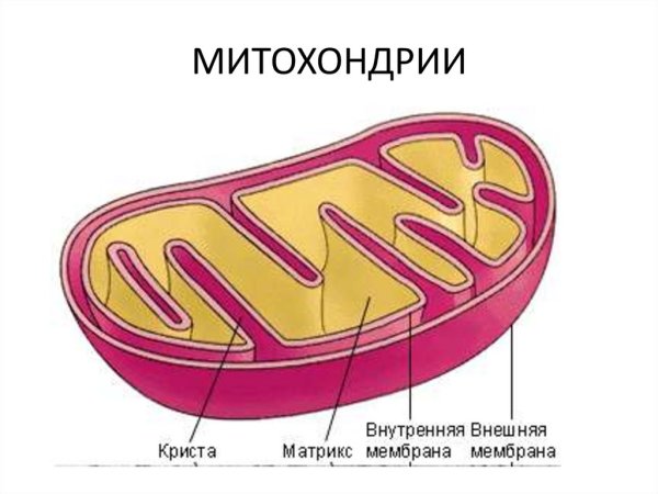 Митохондрии рисунок