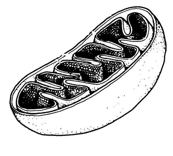 Рис 34 строение митохондрии