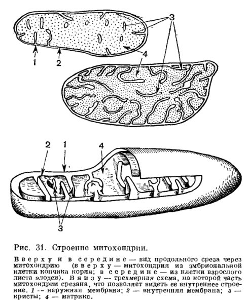 Строение митохондрии ЕГЭ