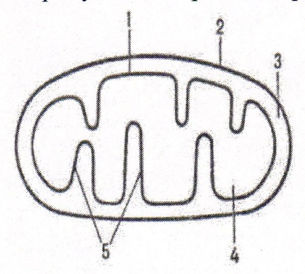 Строение митохондрии без подписей