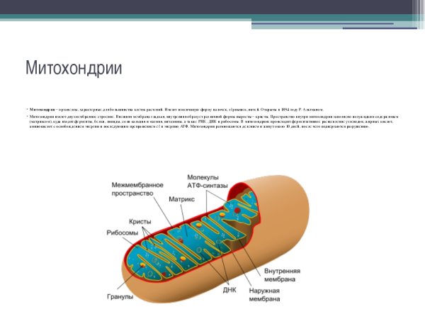 Строение митохондрии ЕГЭ