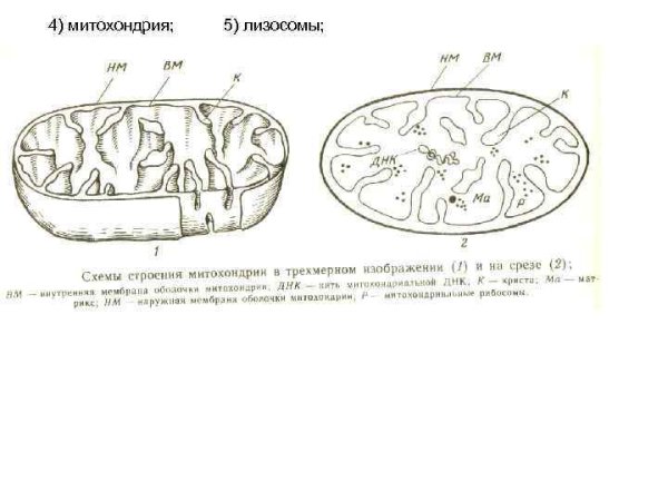 Строение митохондрии без подписей