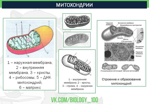 Строение митохондрии