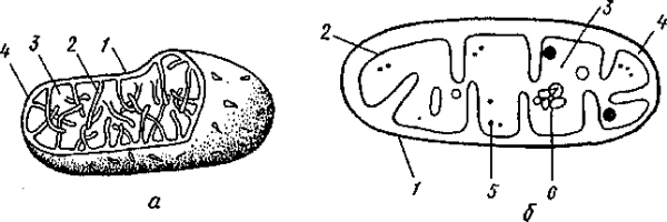 Строение митохондрии простой рисунок