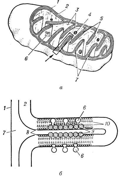 Строение митохондрии