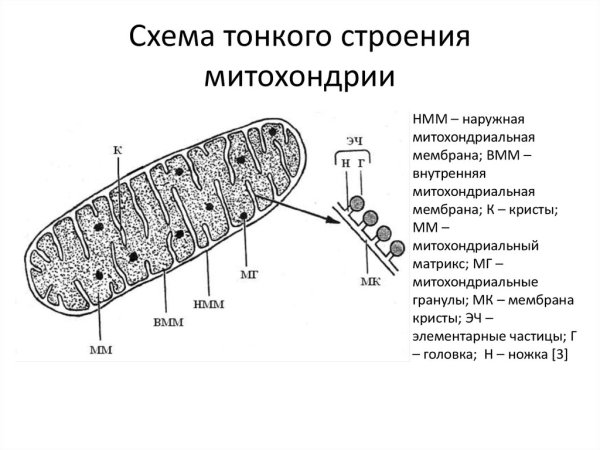 Схема строения митохондрии