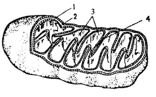 Строение митохондрии наружная мембрана