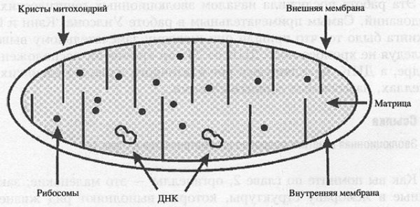 Схематическое изображение митохондрии