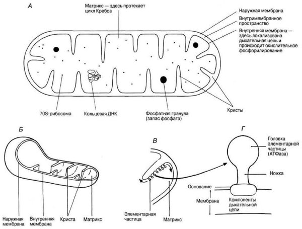 Внутренняя мембрана митохондрий схема