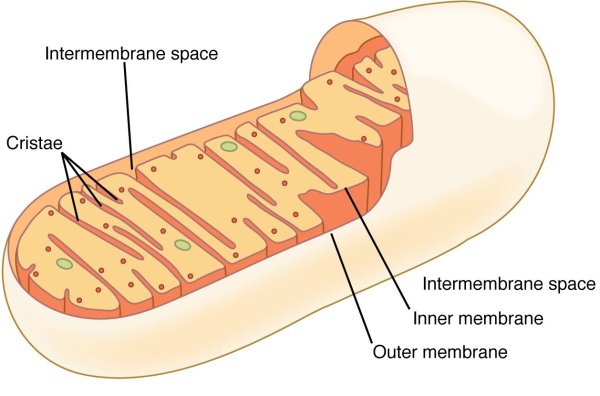 Электрограмма митохондрии