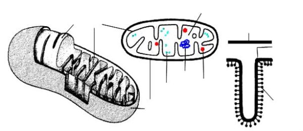 Митохондрии рисунок легкий