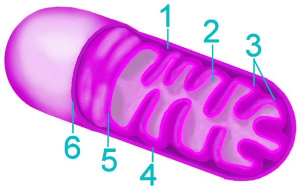 Строение митохондрии гистология