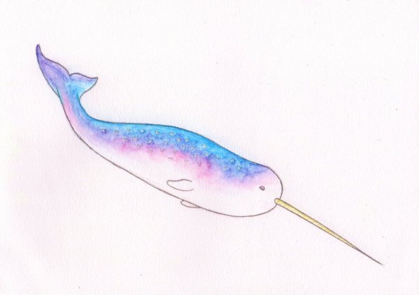 Нарвал на белом фоне