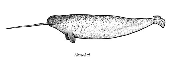 Нарвал животное раскраска
