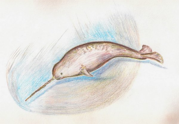 Рисунок нарвала