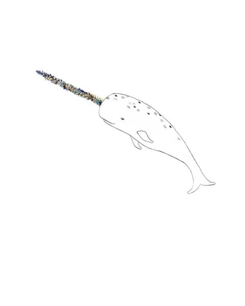 Нарвал фото