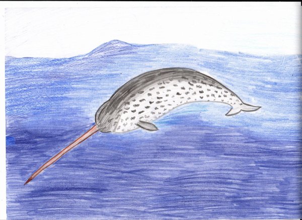 Нарвал карандашом