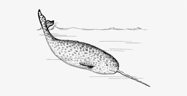 Нарвал раскраска для детей