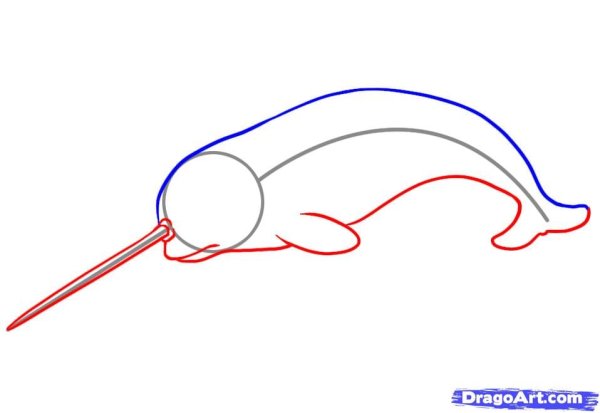 Нарвал рисунок карандашом
