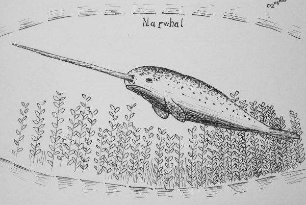 Нарвал раскраска для детей