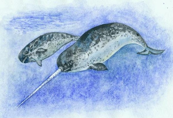 Нарвал краснокнижное животное