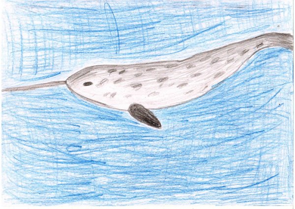 Рисунок нарвала для срисовки