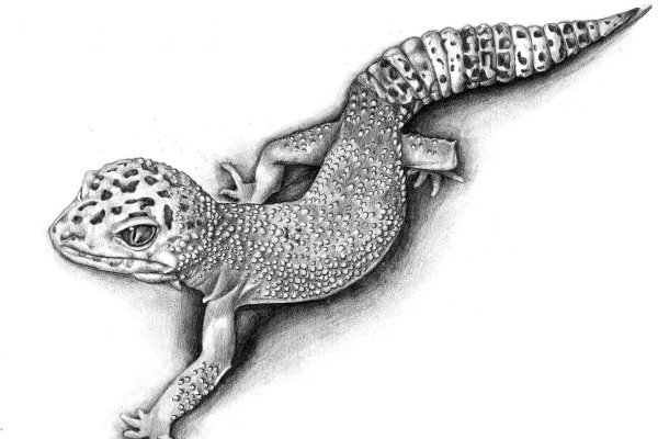 Ящерица эскиз