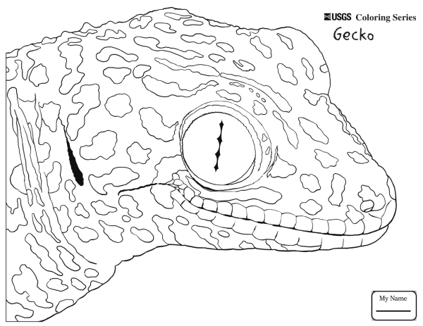 Ящерица эублефар раскраска