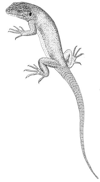 Ящерица раскраска