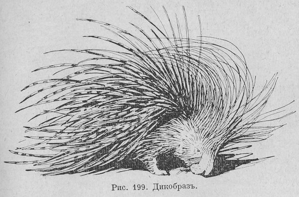 Дикобраз раскраска