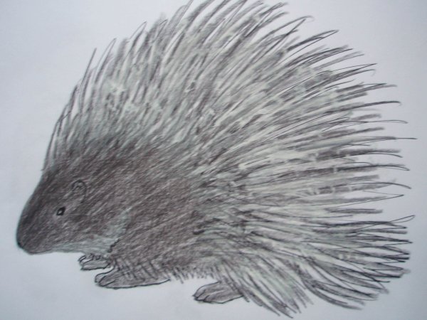 Дикобраз раскраска для детей