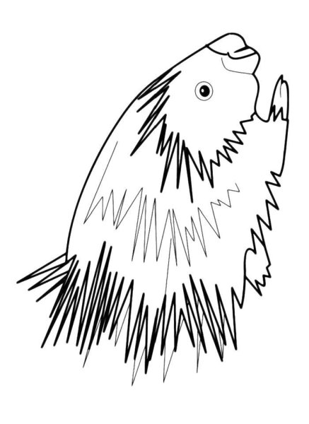 Дикобраз рисунок раскраска