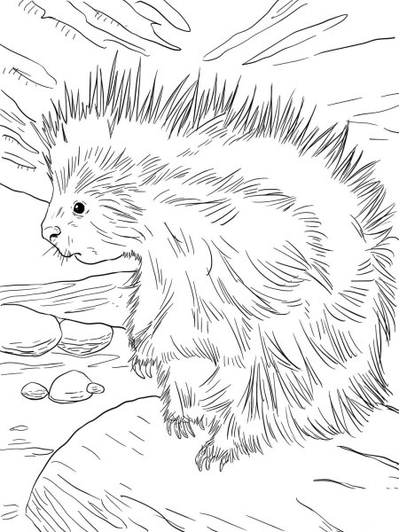 Дикобраз для раскрашивания