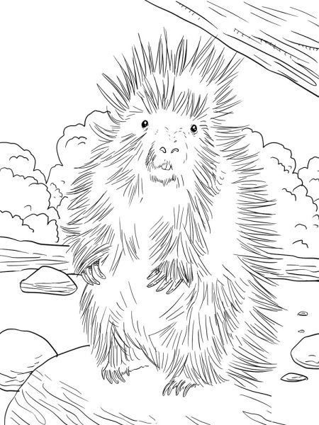 Дикобраз раскраска