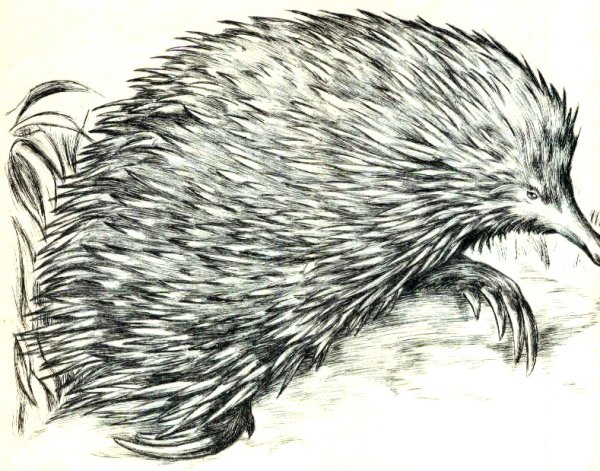 Как нарисовать ежа карандашом