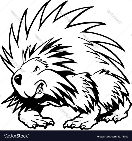 Рисунок ехидны