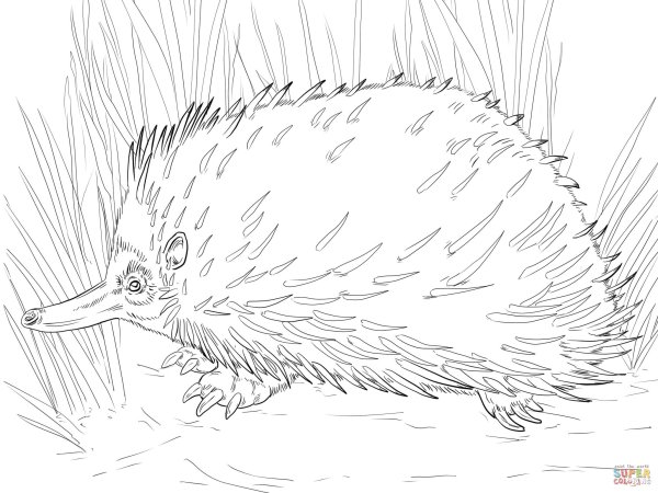 Обыкновенный ёж раскраска