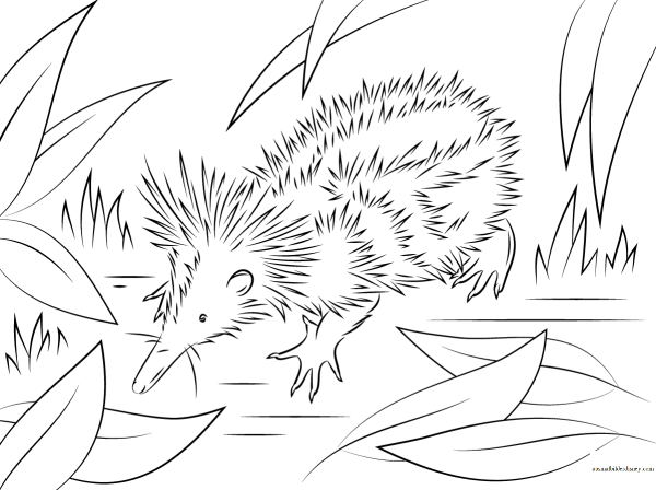 Дикобраз раскраска для детей