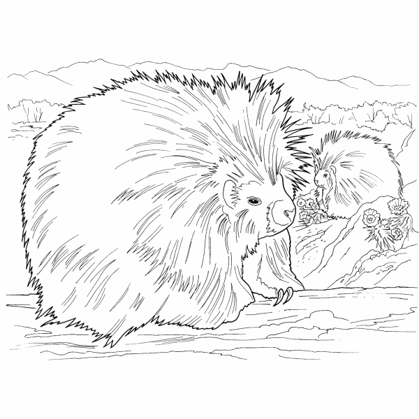 Дикобраз раскраска