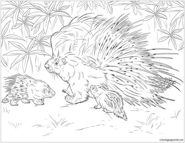 Дикобраз трафарет