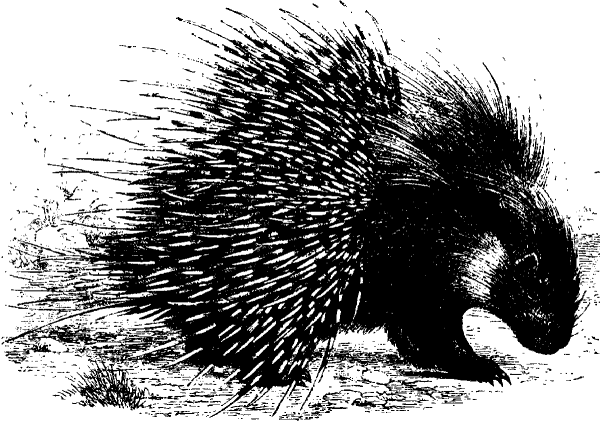 Дикобраз карандашом