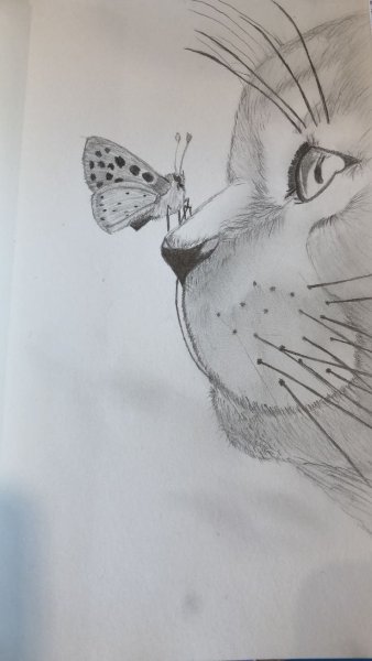 Интересные рисунки карандашом